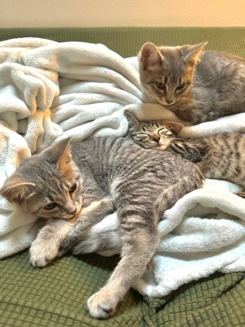 Cuddling cats