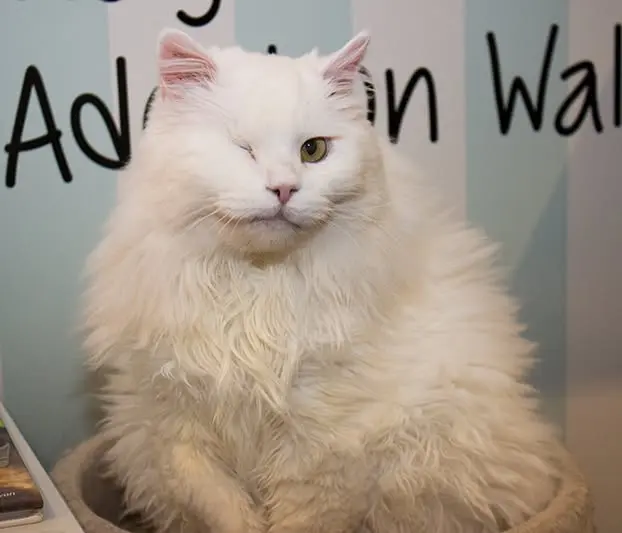 Meet the cat Luna