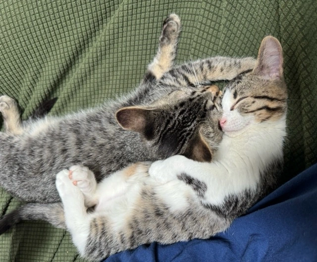 Play Full cats